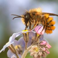 Red Mason Bee 6 